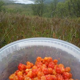 Cloudberry picked in the mountains, served with cream on.