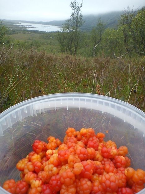 Cloudberry picked in the mountains, served with cream on.
