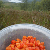 Cloudberry aus den Bergen, serviert mit Sahne auf. 