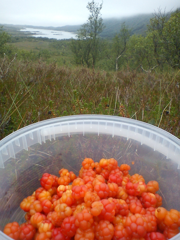 Cloudberry aus den Bergen, serviert mit Sahne auf. 