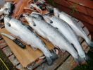 Laksefiske er en populær aktivitet for hobbyfiskere