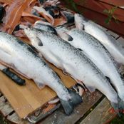 Lachsangeln im Meer oder in Flüssen möglich. Ein schönes Hobby, und gutes Essen.