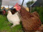 Minizoo, Chicken 