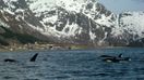 Spekkhuggersafari ved Austnesfjorden