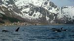 Orcas in Austnesfjorden