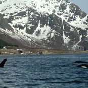 Orcas in Austnesfjorden