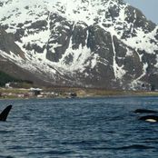 Spekkhuggersafari ved Austnesfjorden
