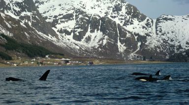 Spekkhuggersafari ved Austnesfjorden