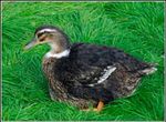 Minizoo, duck