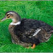minizoo: ente.