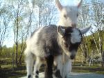 Minizoo, goats