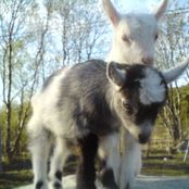 Minizoo, goats