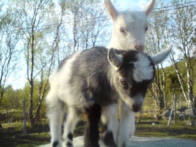 Minizoo, geitkillinger