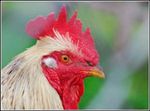 Minizoo,Rooster