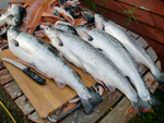 Salamon fishing is popular for some guests