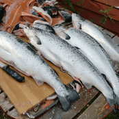 Salamon fishing is popular for some guests